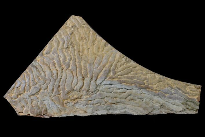 Pennsylvanian, Fossil Microbial Mat - Oklahoma #155986